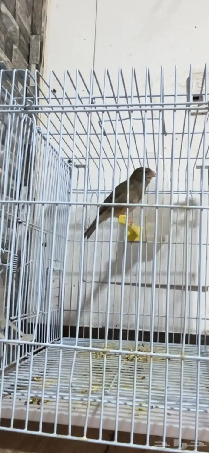 ماشاءالله ذكر ياسمين تغريد 1