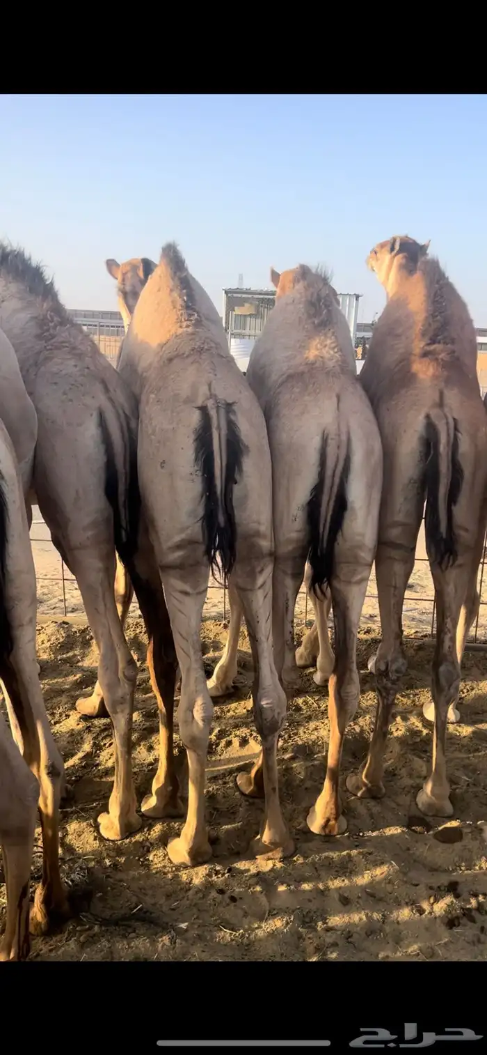 قعدان زواجات ومبادي شي كفو ومشروط 0
