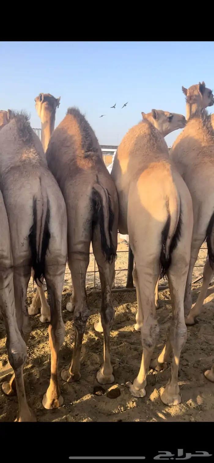 قعدان زواجات ومبادي شي كفو ومشروط 1