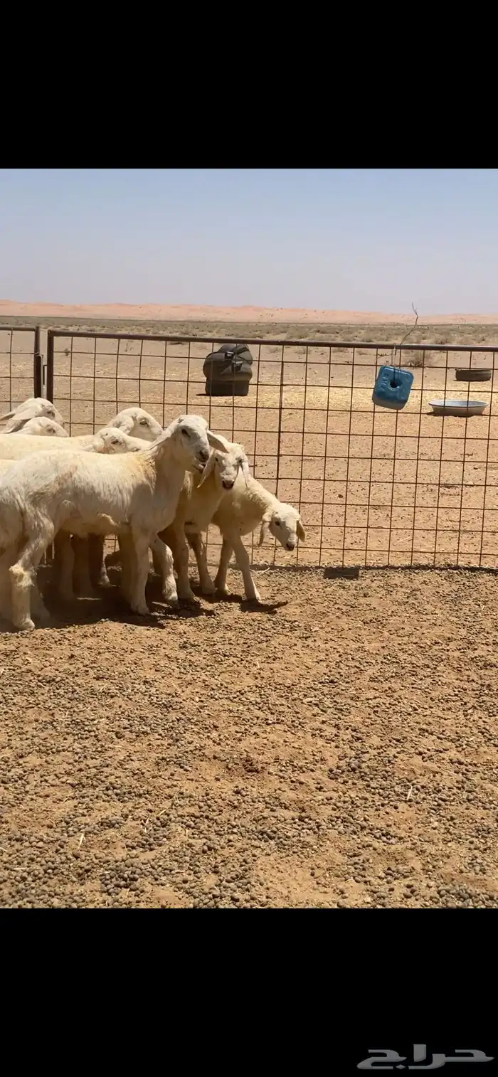 بهم حري خرفان تم تم اللبيع 1