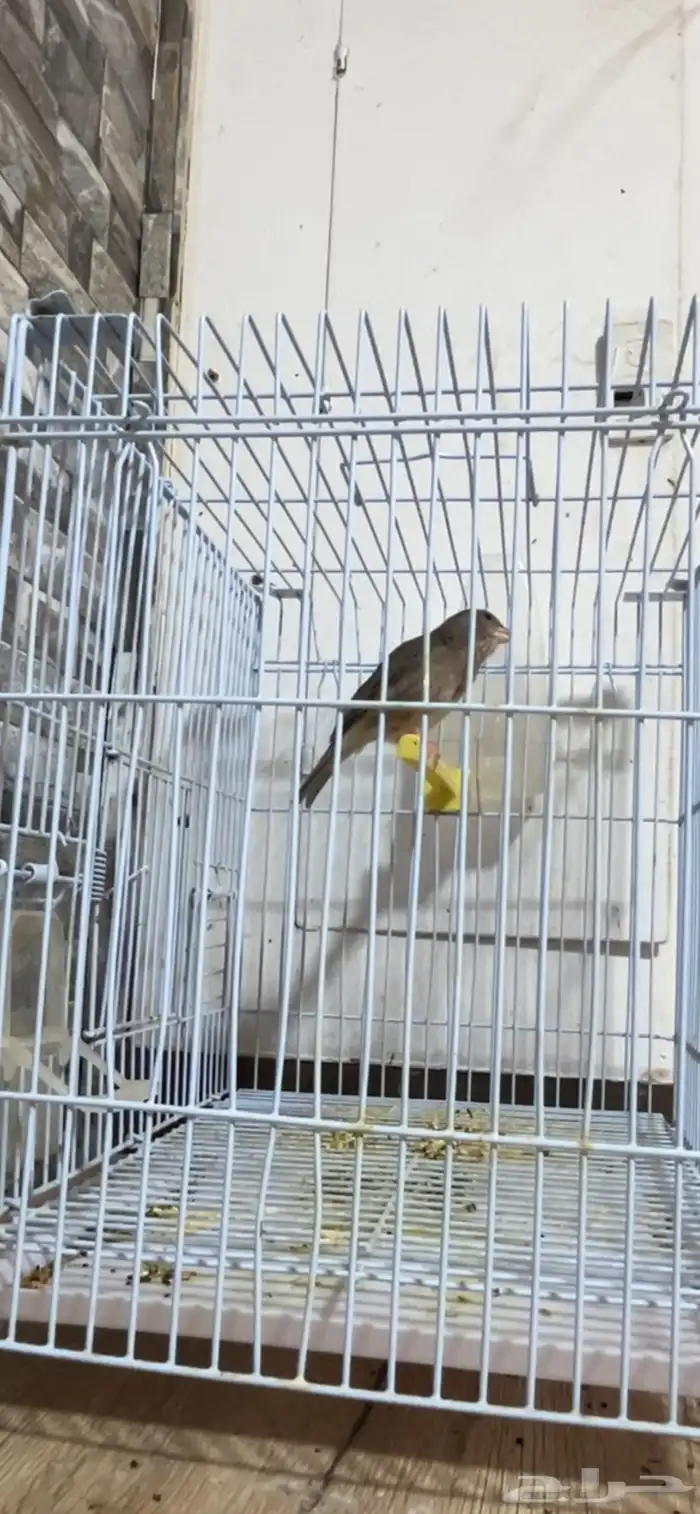 ماشاءالله ذكر ياسمين تغريد 2