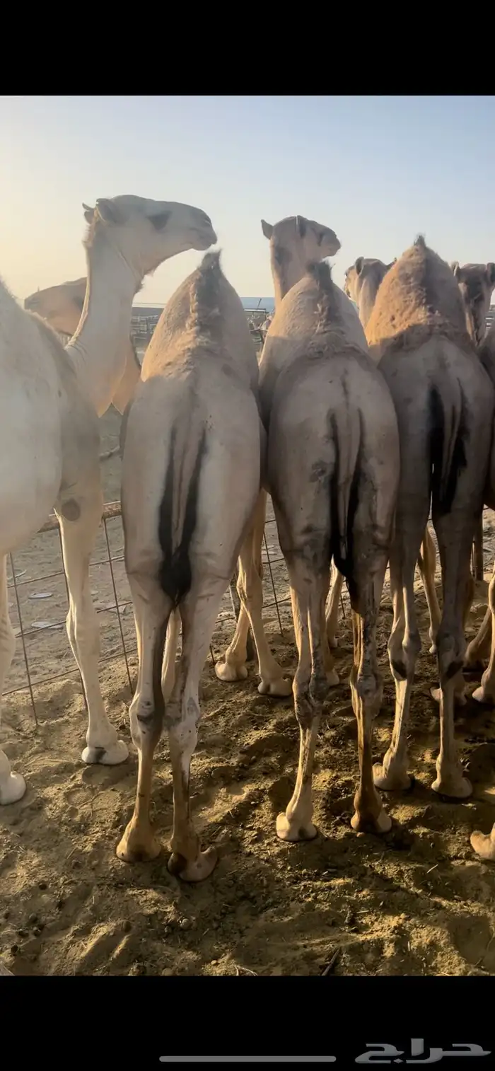 قعدان زواجات ومبادي شي كفو ومشروط 5