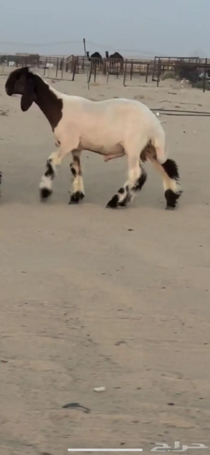 طليان 2 مشاريع فحول 1