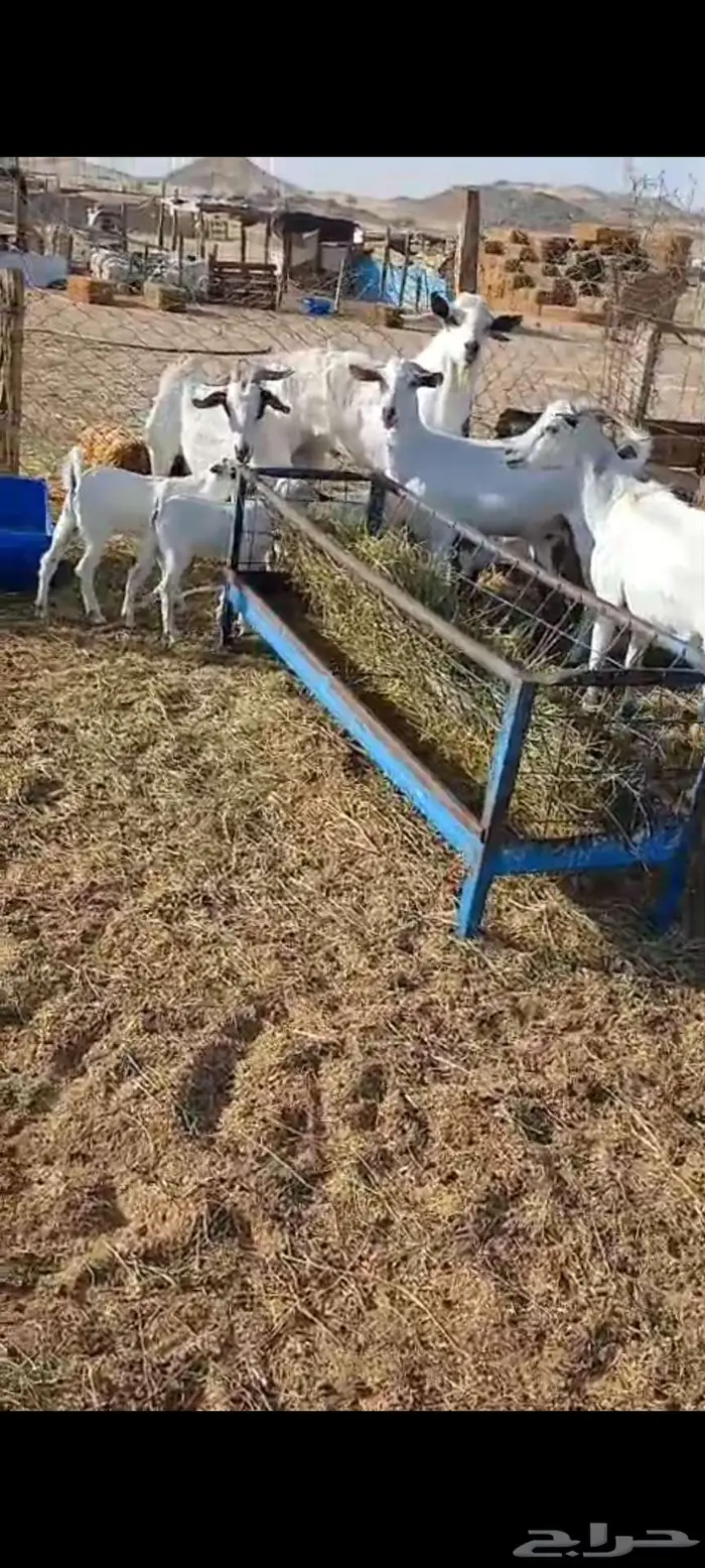 فحول معزا ابيض واحمر واسود. وخلفه 3