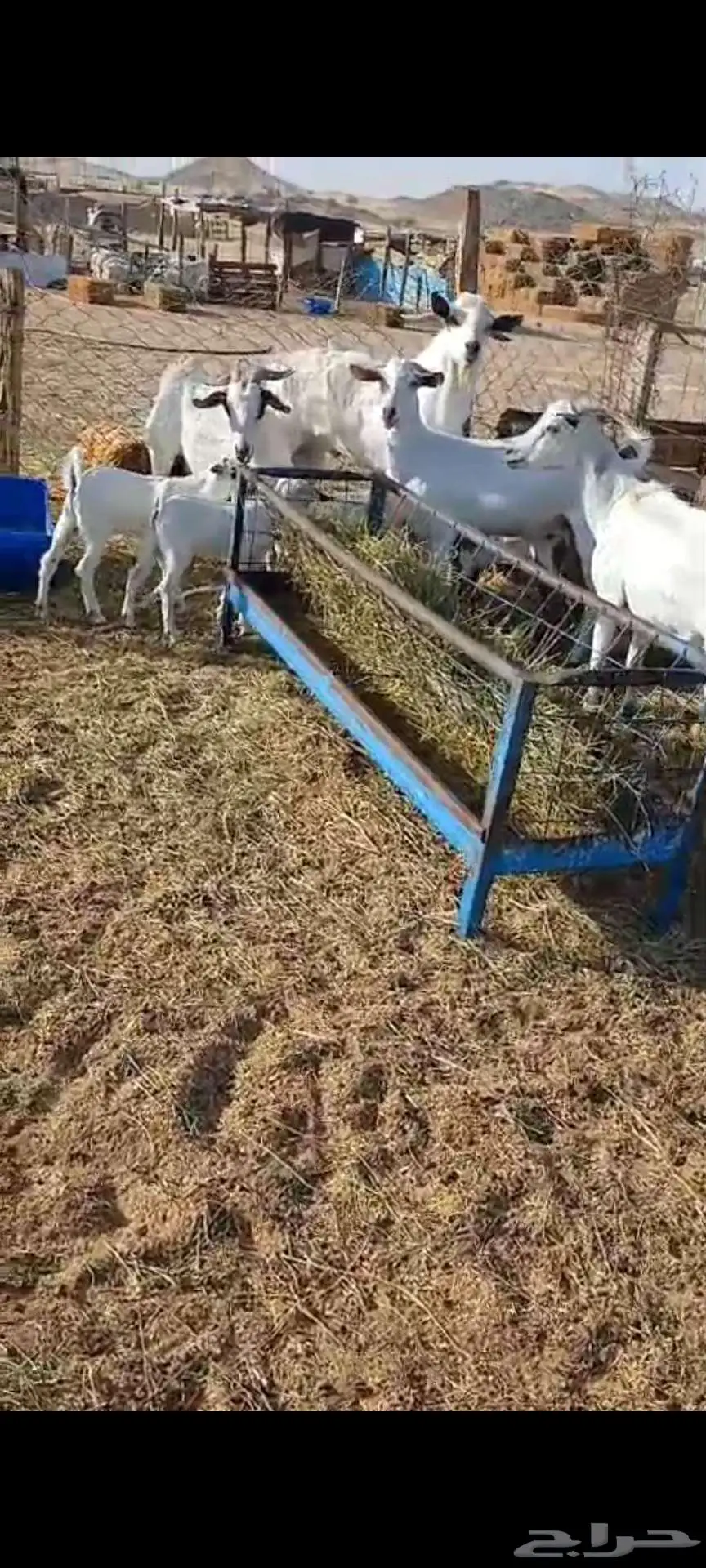فحول معزا ابيض واحمر واسود. وخلفه 3