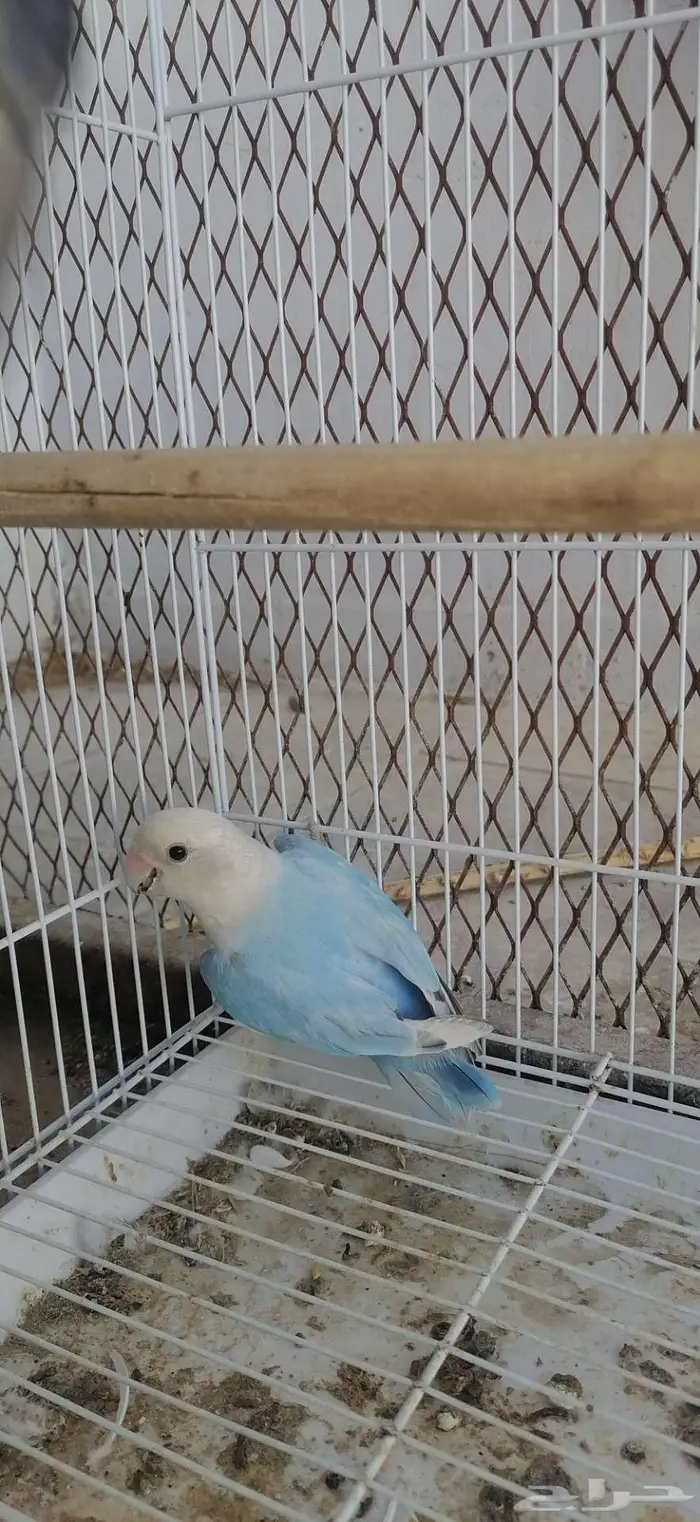 طيور روز للبيع 0