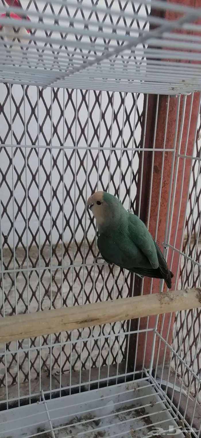 طيور روز للبيع 2