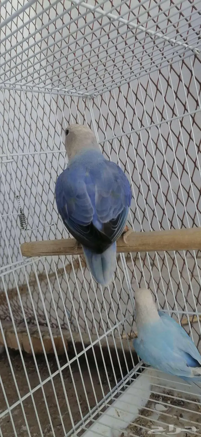 طيور روز للبيع 1