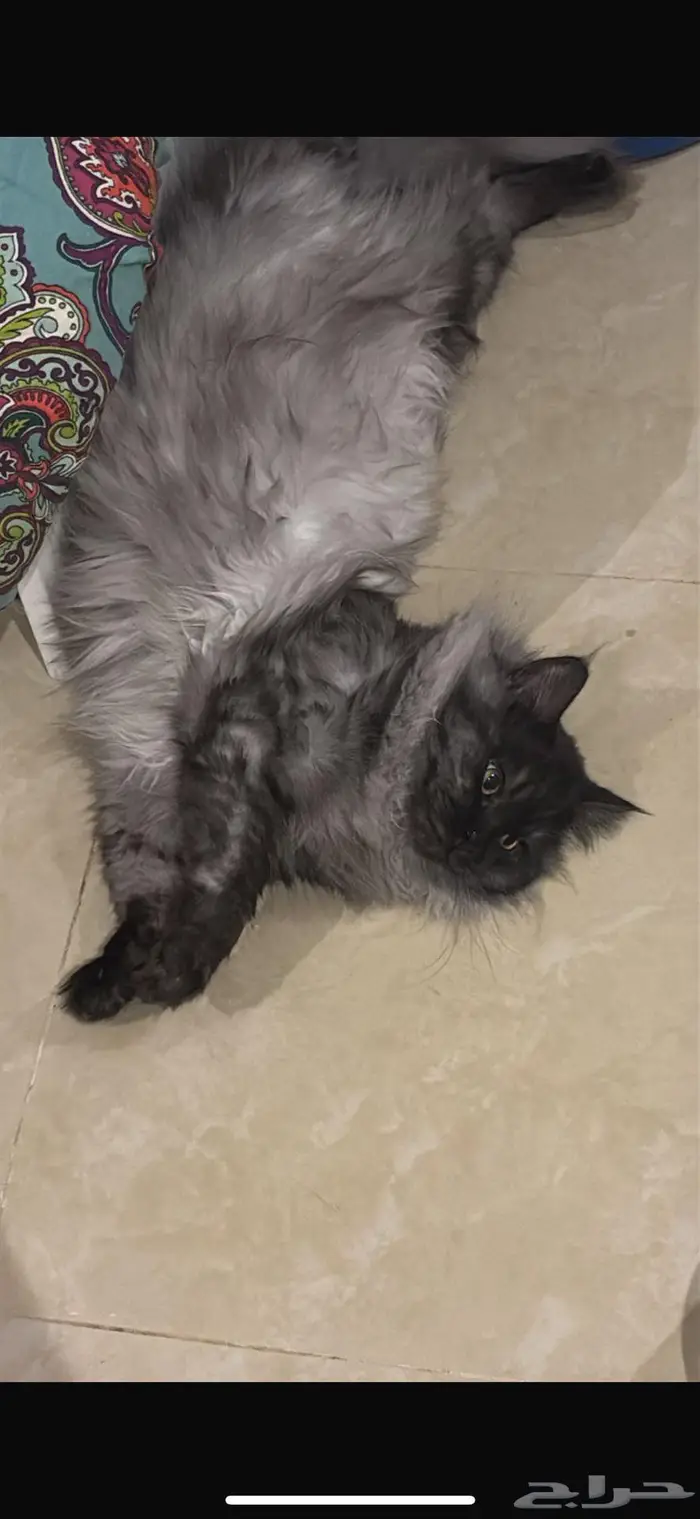 قط ذكر للتبني 1