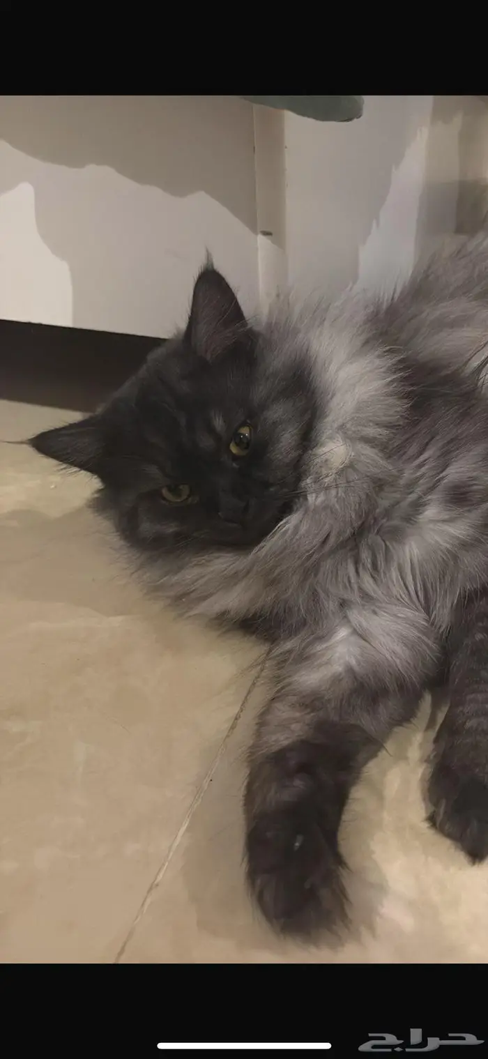 قط ذكر للتبني 0