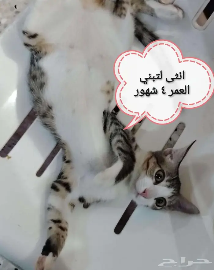 قطط لتبني 0