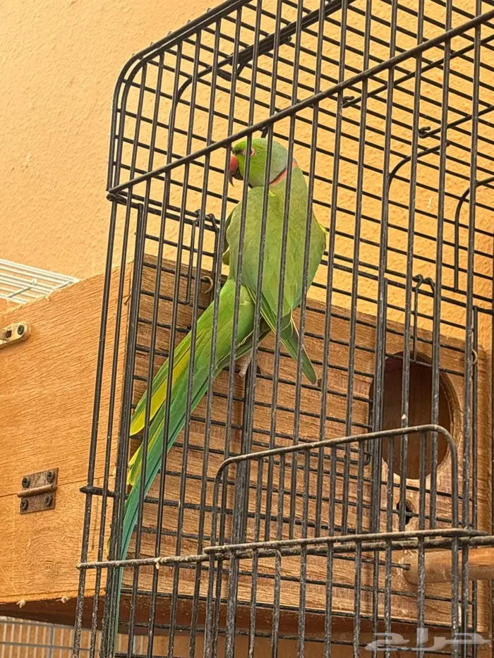درة للبيع 1