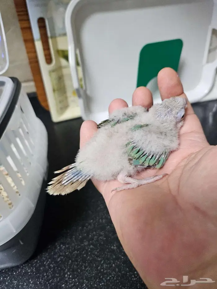 فرخين كنيور واحد مون و الثاني نعناع 0