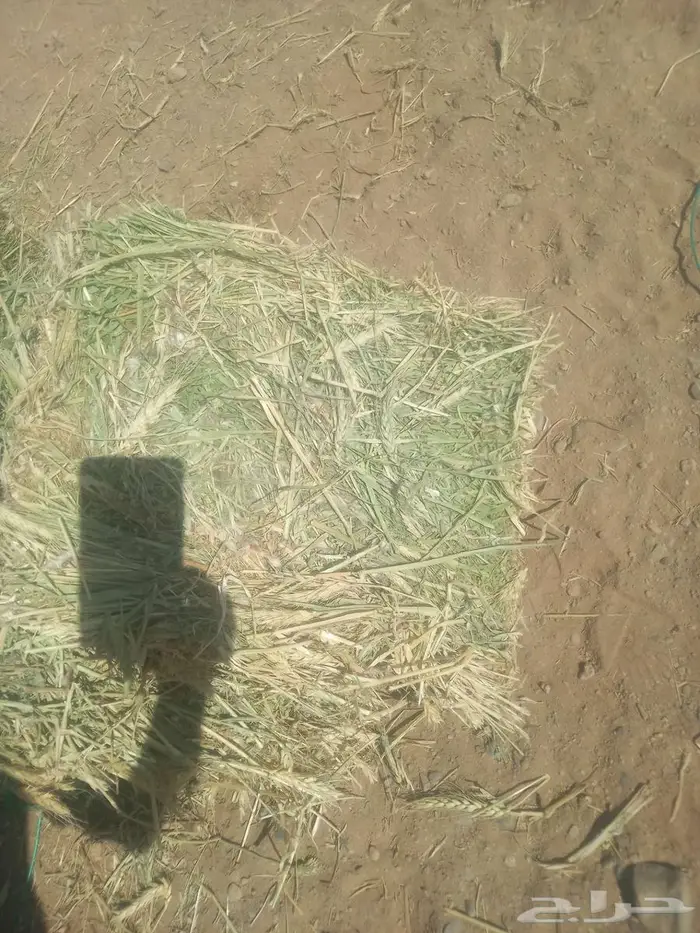 تبوك 1
