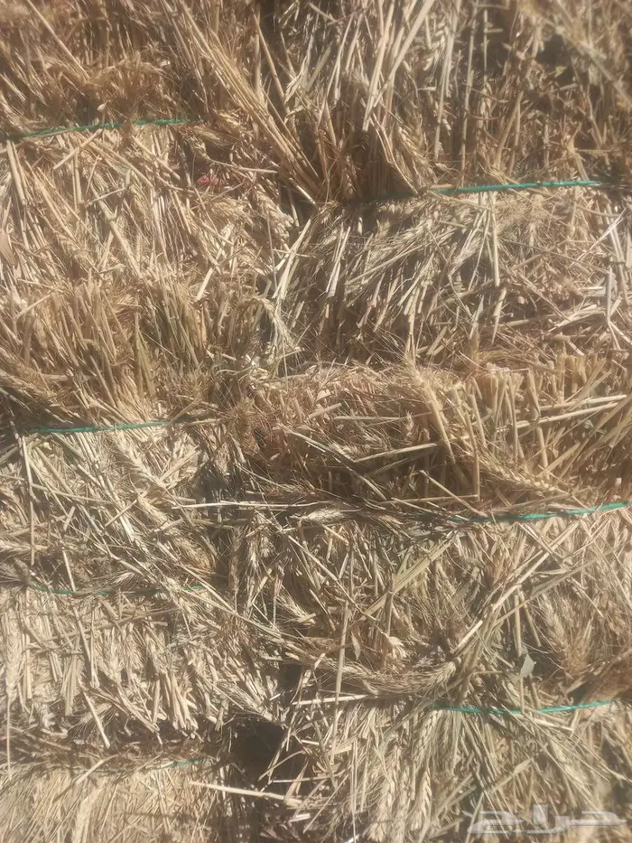 تبوك 0