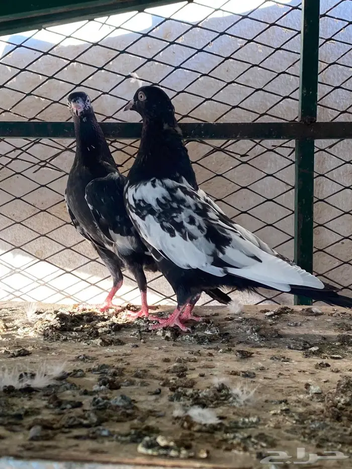 للبيع جوزين تيدي ورام بوري 1
