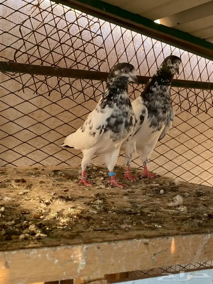 للبيع جوزين تيدي ورام بوري 4
