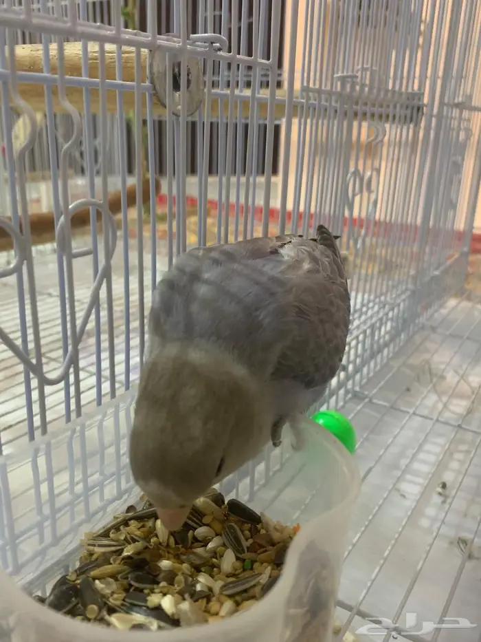 ببغاء روز 1