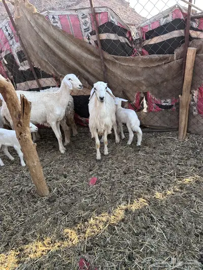 رخال ولد نظيفة(تم البيع ) 2