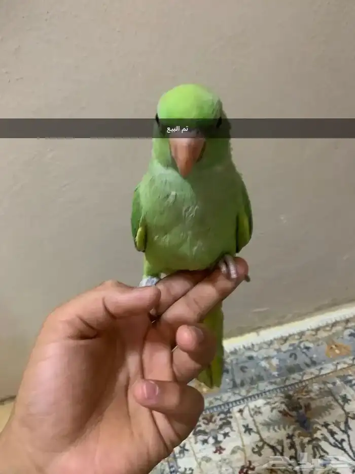 دره نص اليف بس فيه خوف قليل 0