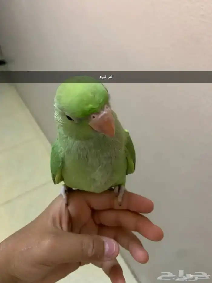 دره نص اليف بس فيه خوف قليل 1