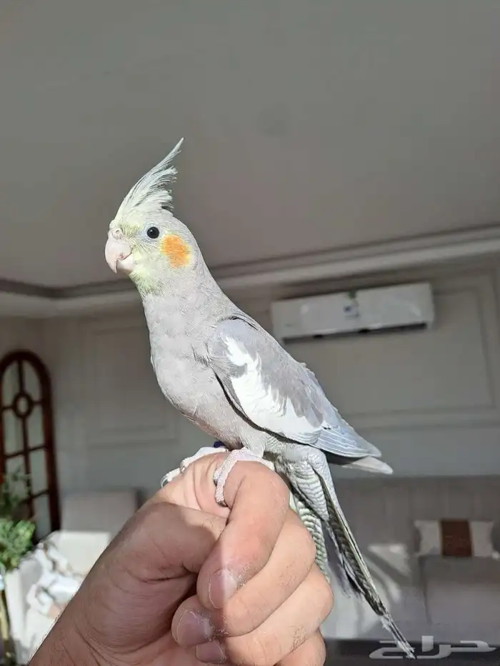 كرونات متكلمه لاتفوتكم 0