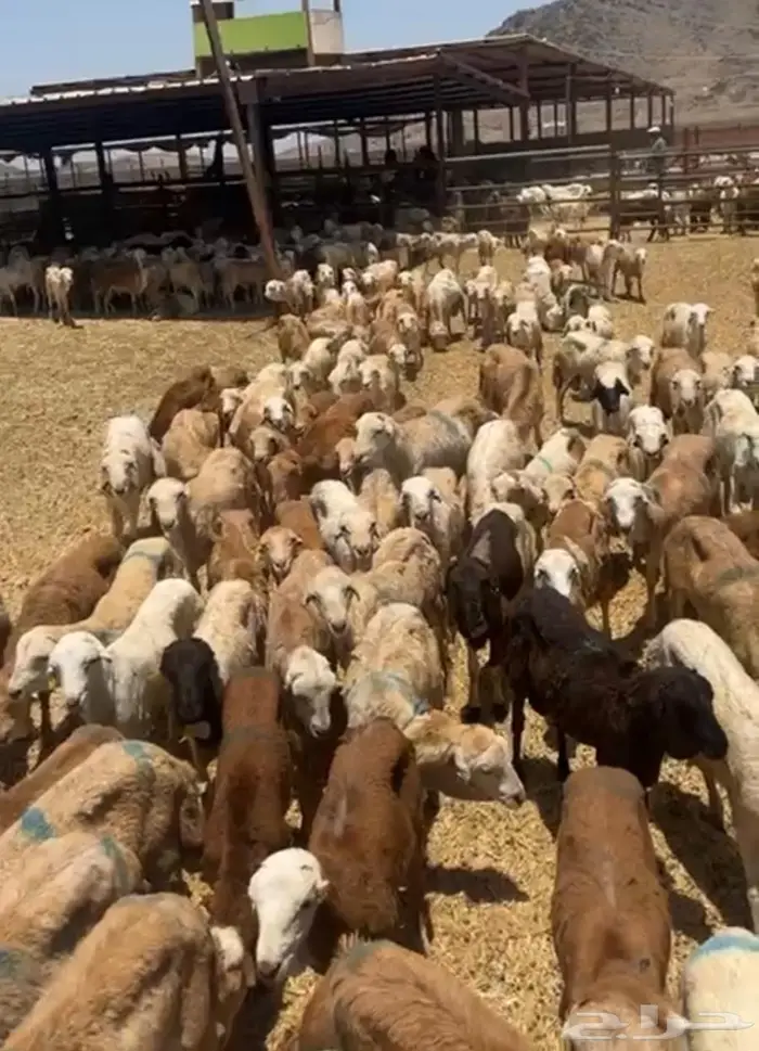 طليان رفيدة 4