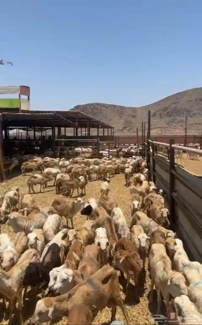 طليان رفيدة 2