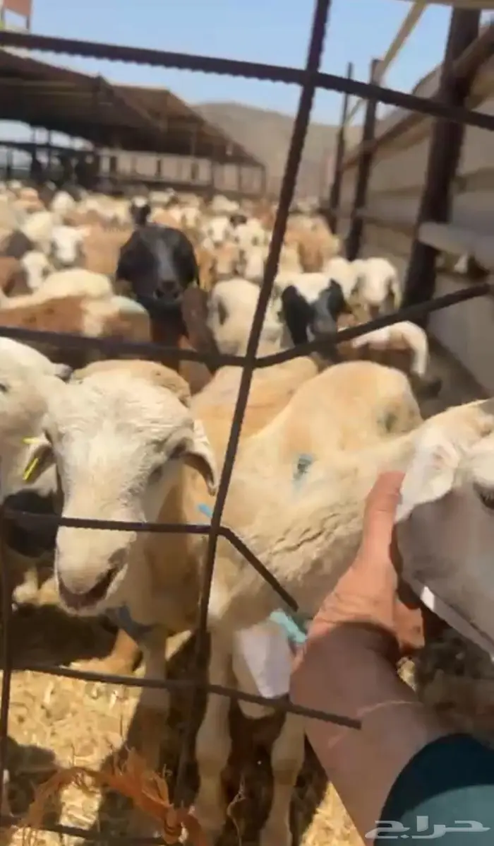 طليان رفيدة 3