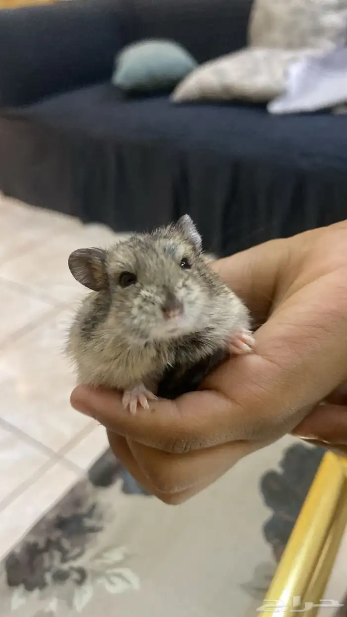 هامستر روسي 2