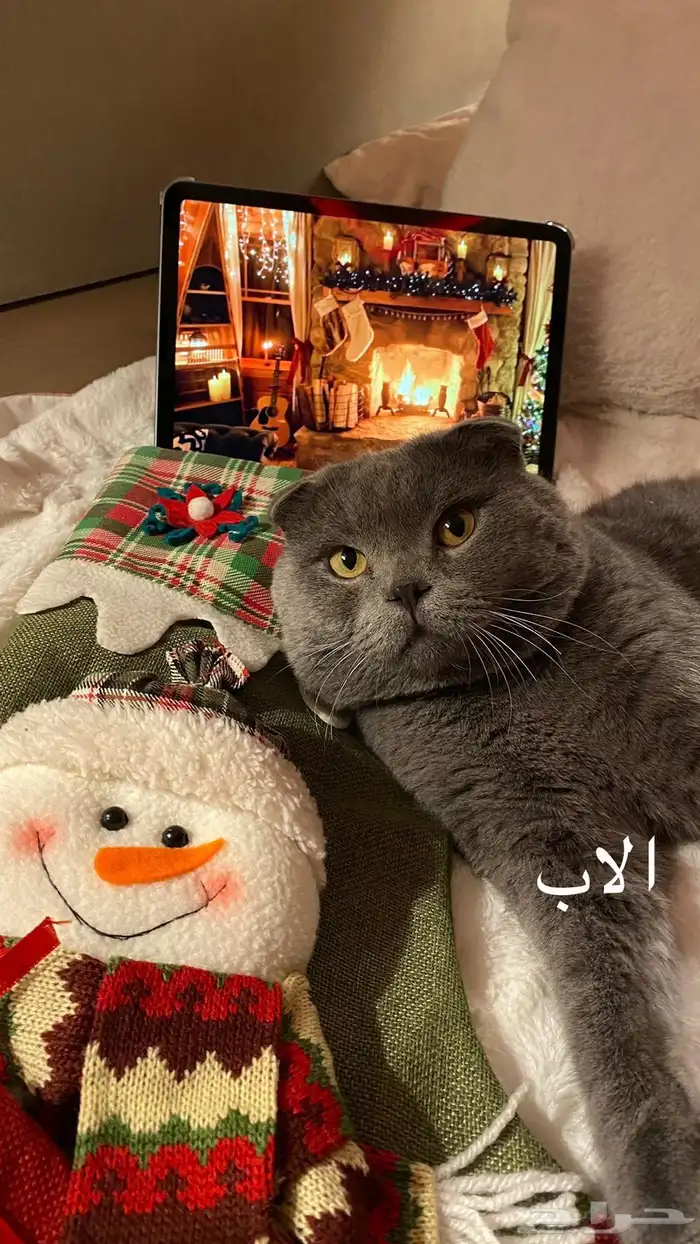 قطط سكوتش فولد تم البيع الله يبارك 6