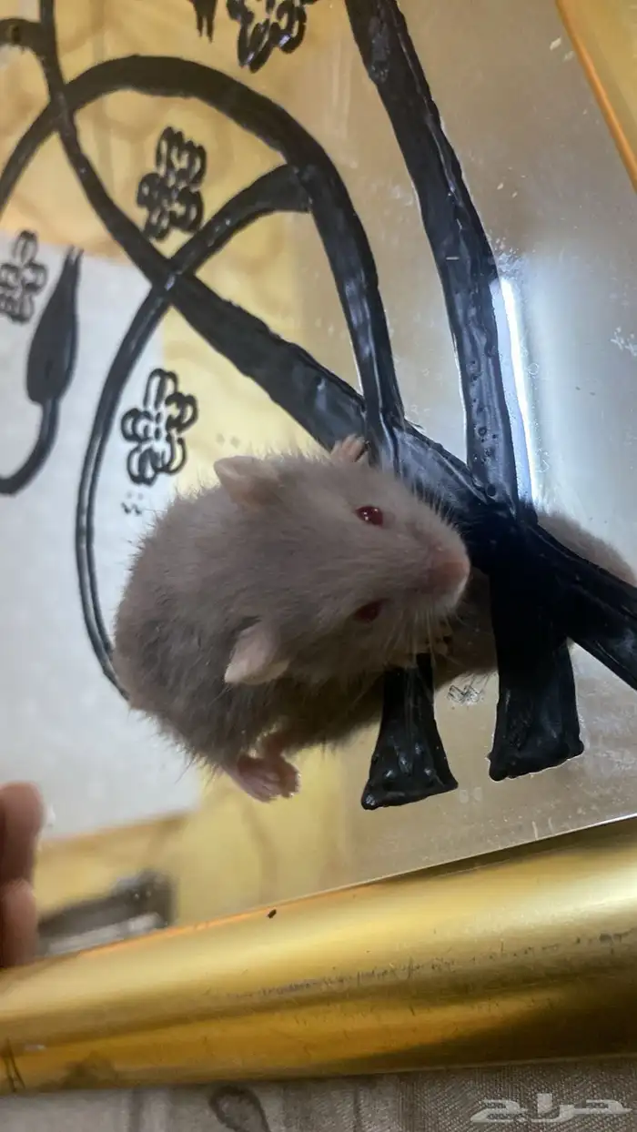 هامستر روسي 3