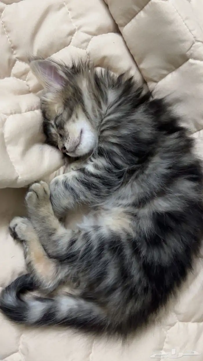 قطط كيتن للتبني 0