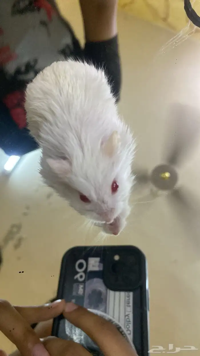 هامستر روسي 4