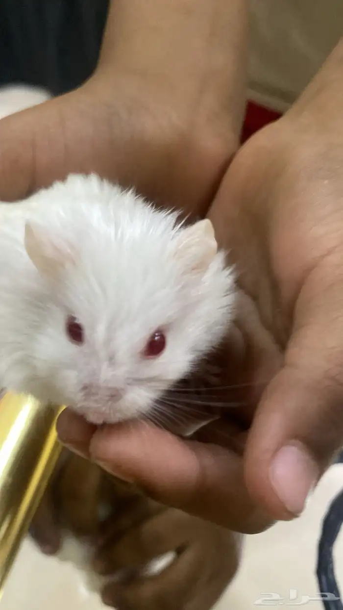 هامستر روسي 0