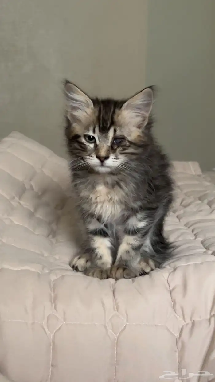 قطط كيتن للتبني 2