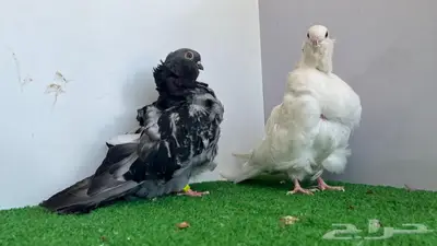 حبتين كشكشي توب 4