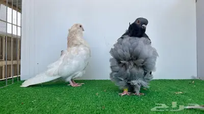 حبتين كشكشي توب 0