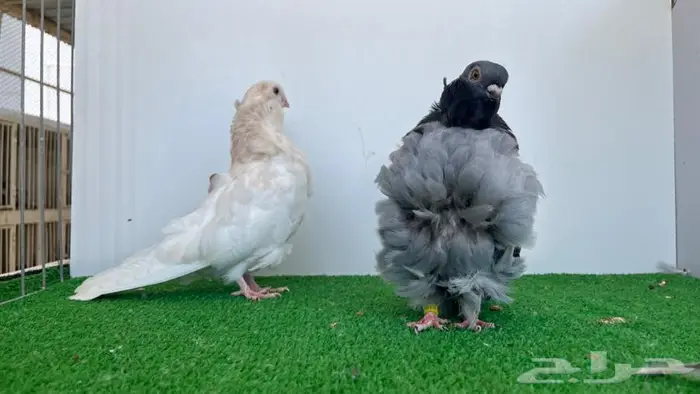 حبتين كشكشي توب 0