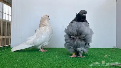 حبتين كشكشي توب 2