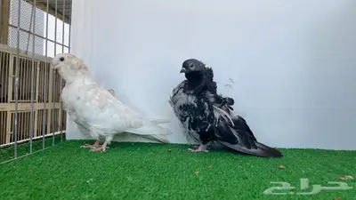 حبتين كشكشي توب 1