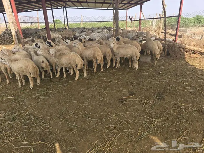 خرفان بلدي من مزرعتي 1
