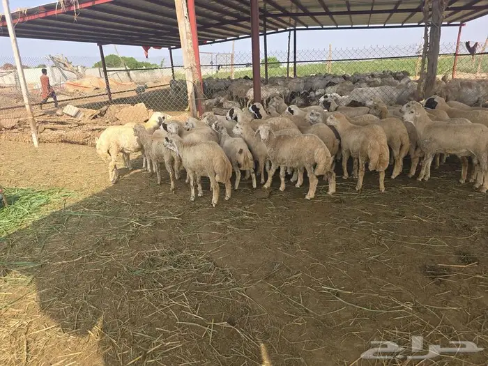 خرفان بلدي من مزرعتي 0