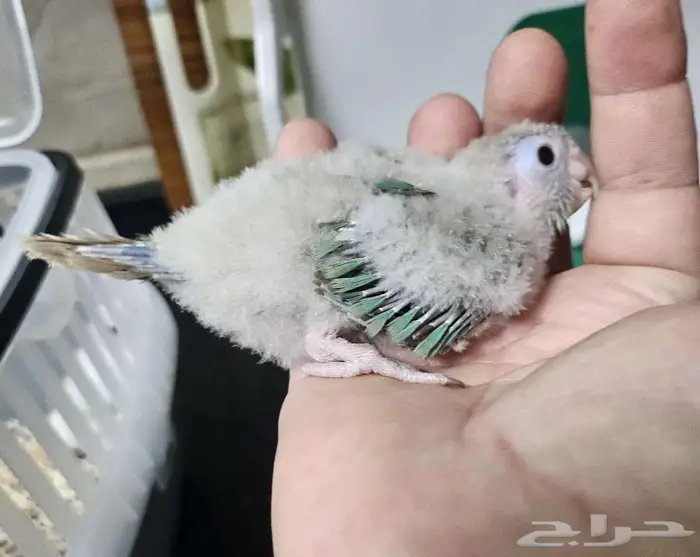 فرخين كنيور واحد مون و الثاني نعناع 3