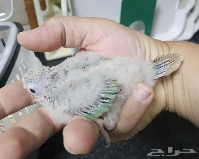 فرخين كنيور واحد مون و الثاني نعناع 4