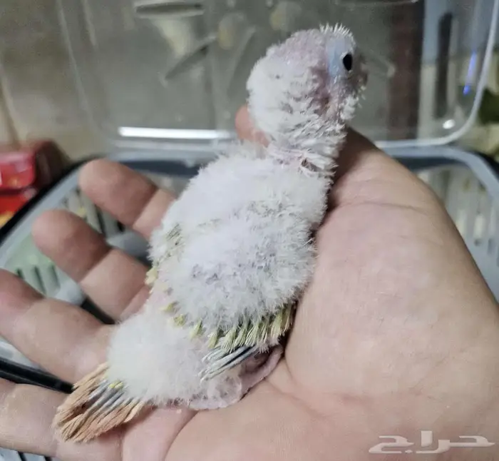 فرخين كنيور واحد مون و الثاني نعناع 1