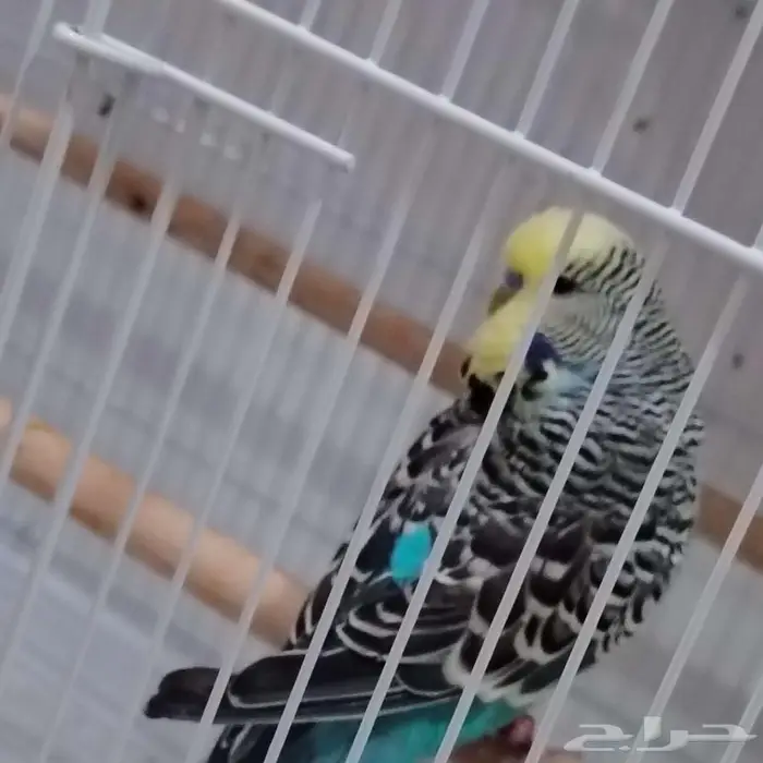 طير حب انقليزي جامبو 2