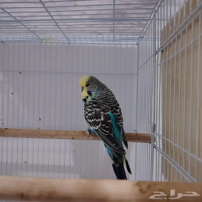 طير حب انقليزي جامبو 1