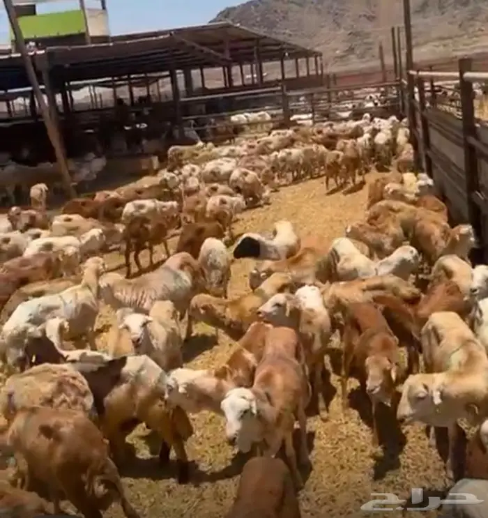 طليان رفيدة 0