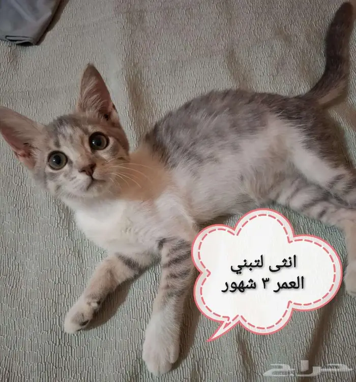 قطط لتبني 1
